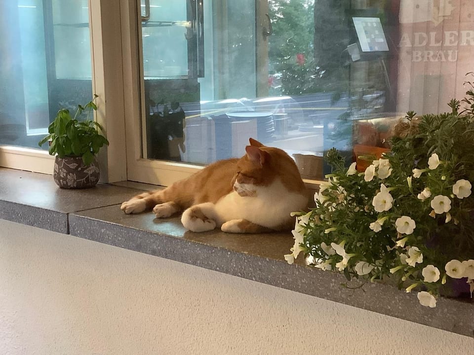 Pets