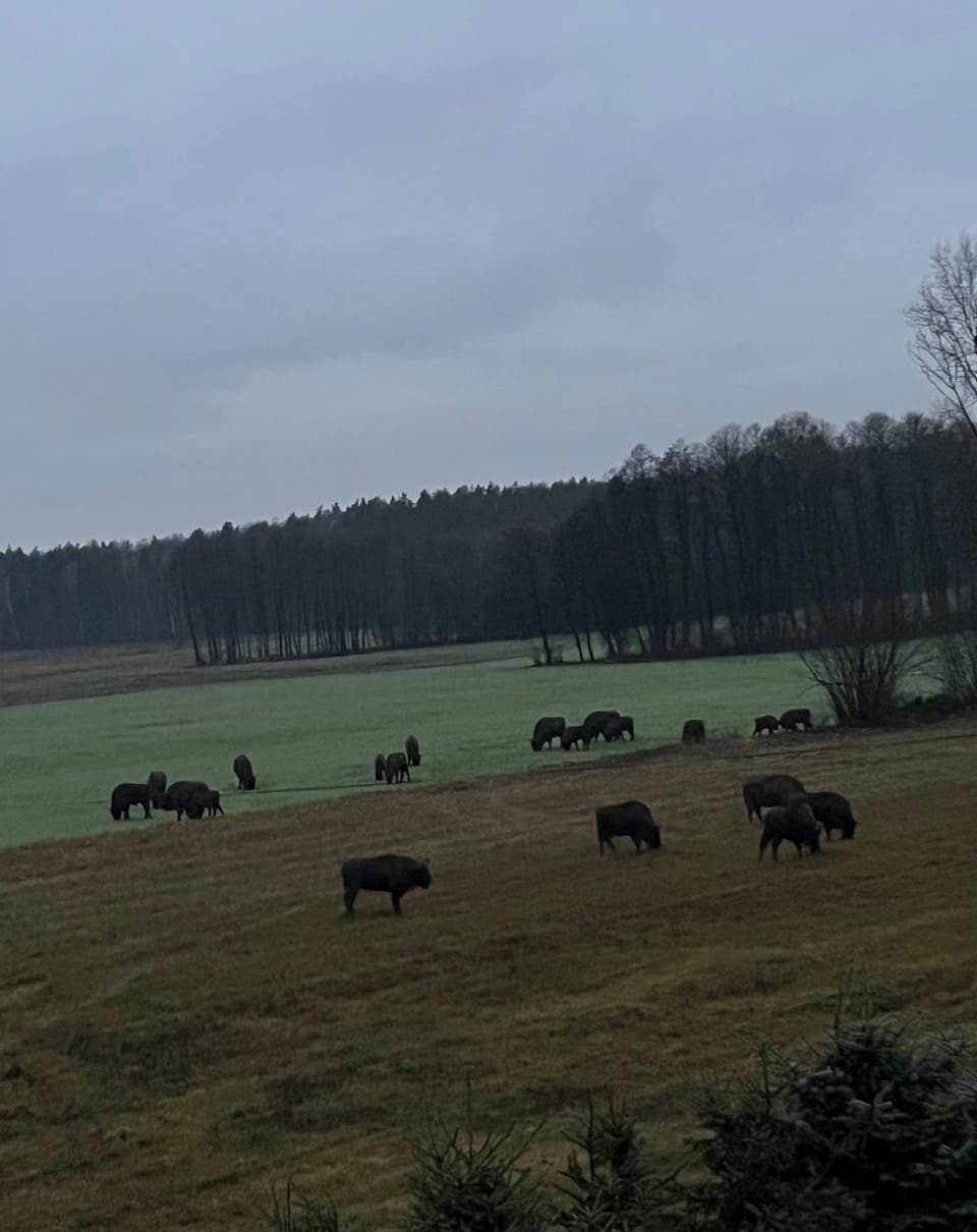 Animals