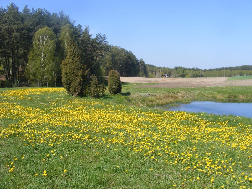 Natural landscape, Garden, Garden view