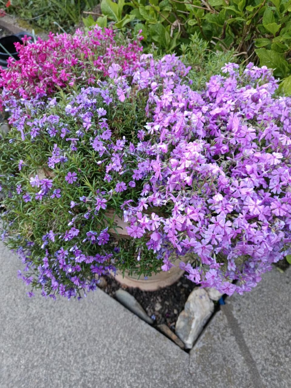 Spring