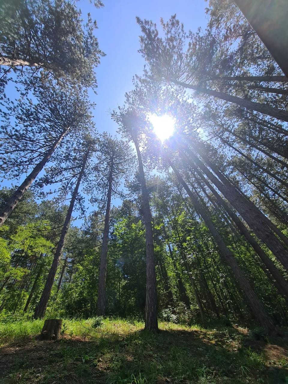 Green door 2 House in Serbia