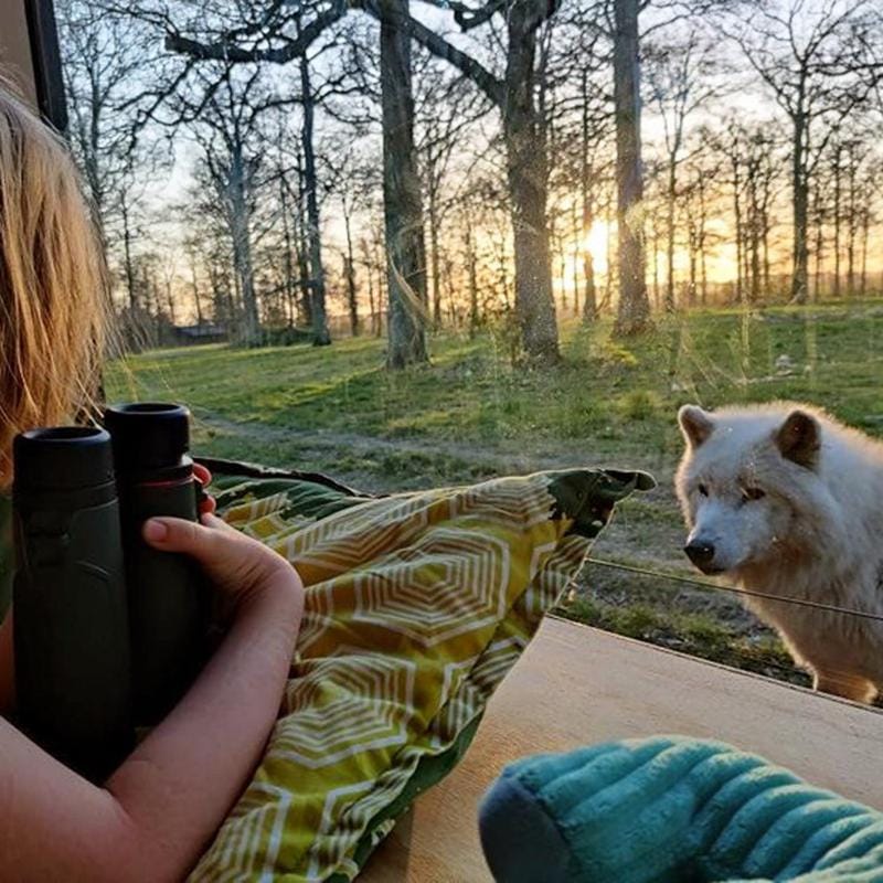 Natural landscape, View (from property/room), Animals