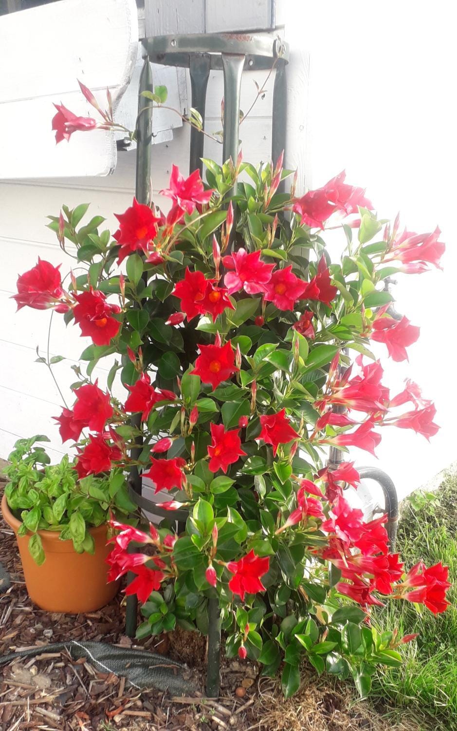 Blingel, Lovely house with 1st Class Breakfast Bed and Breakfast in Hauts-de-France