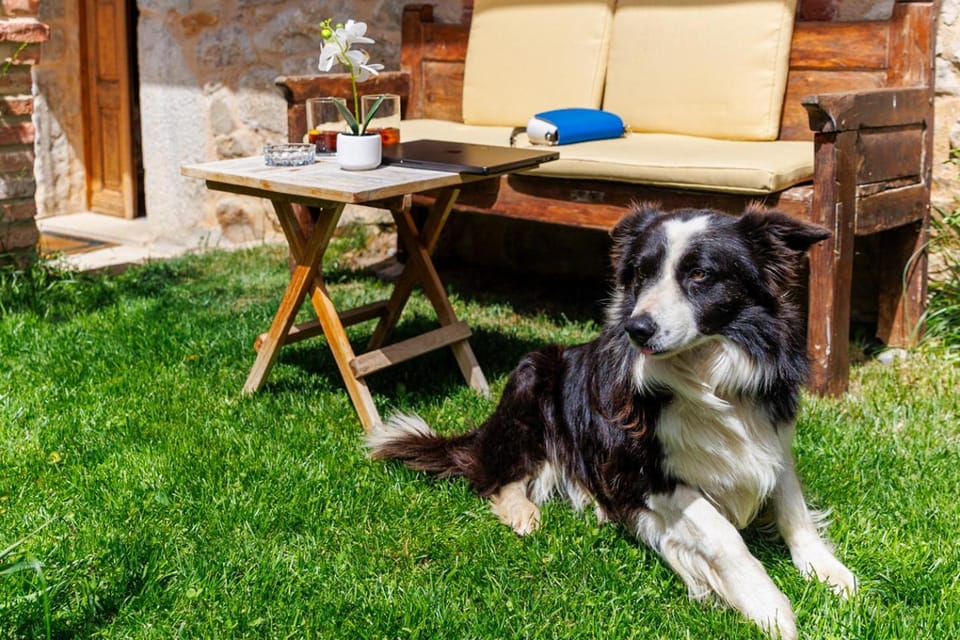 Garden, Pets, pet friendly