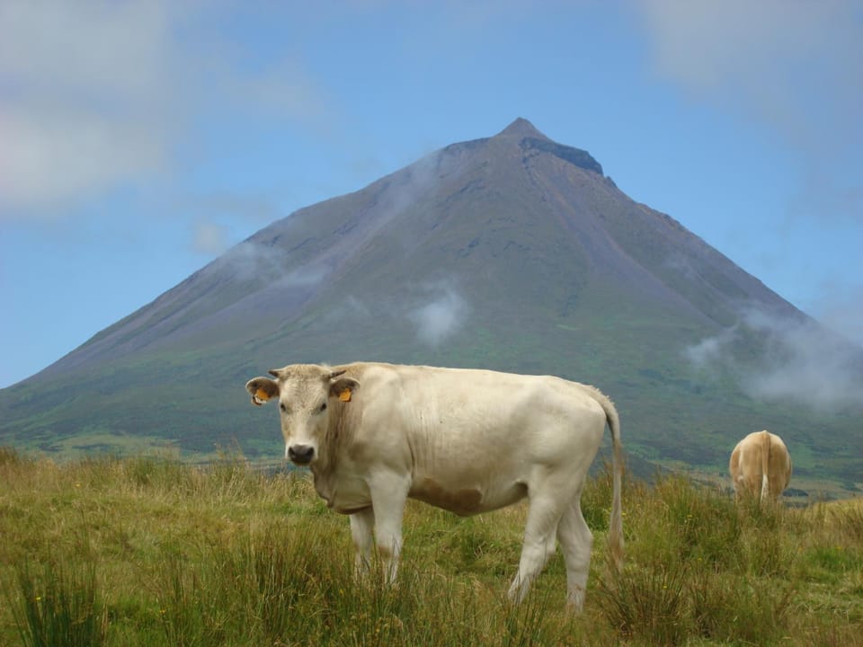 Animals, Mountain view
