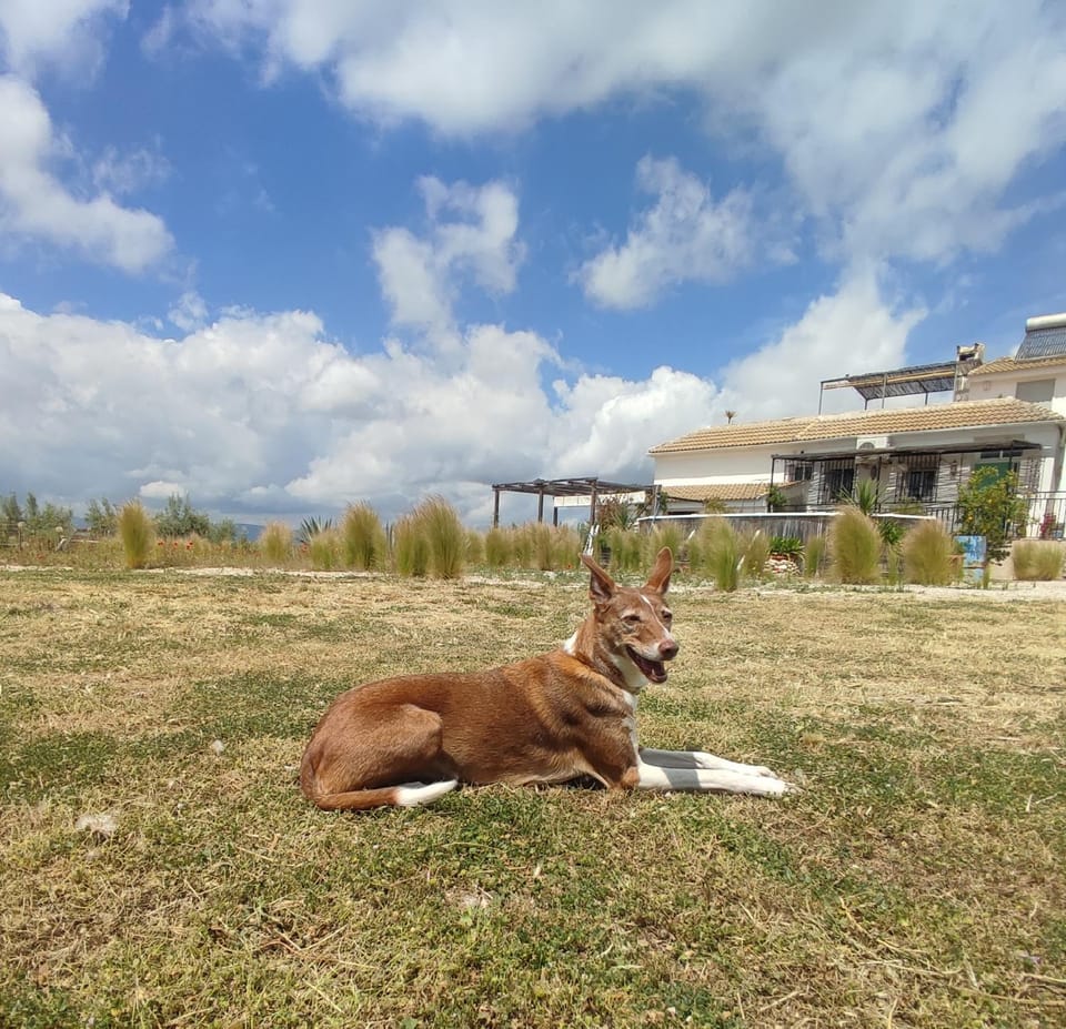 New Leaf Cortijo Apartment ,Moclin Apartment in Andalusia
