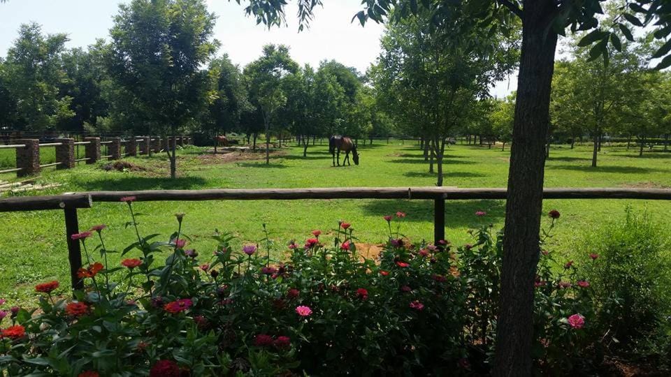 Green Willows Guest House Bed and Breakfast in Gauteng