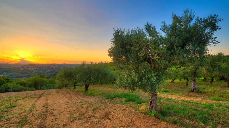 Natural landscape, Summer, Garden, Garden view, Mountain view, Sunset