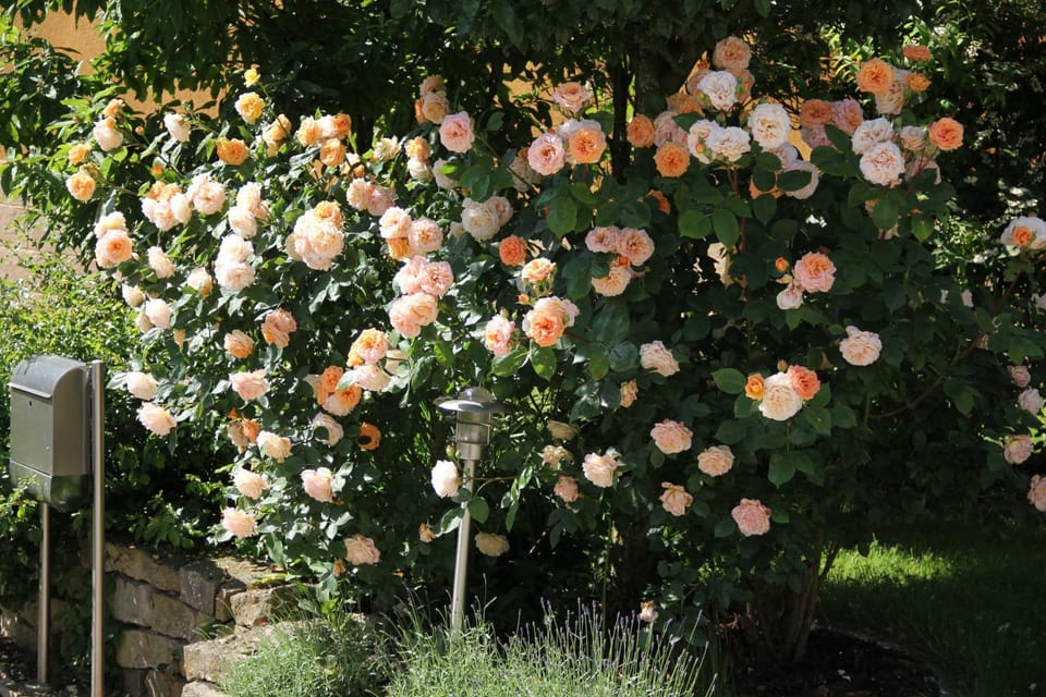 Spring, Day, Garden