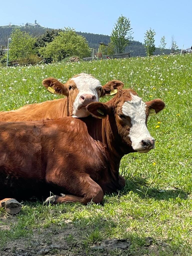 Fewos4seasons Apartment in Erzgebirgskreis