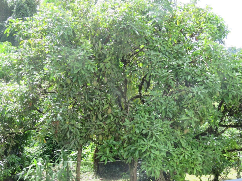 Natural landscape, Garden, Garden view