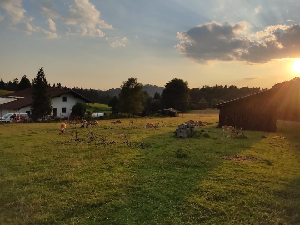 Natural landscape, Animals