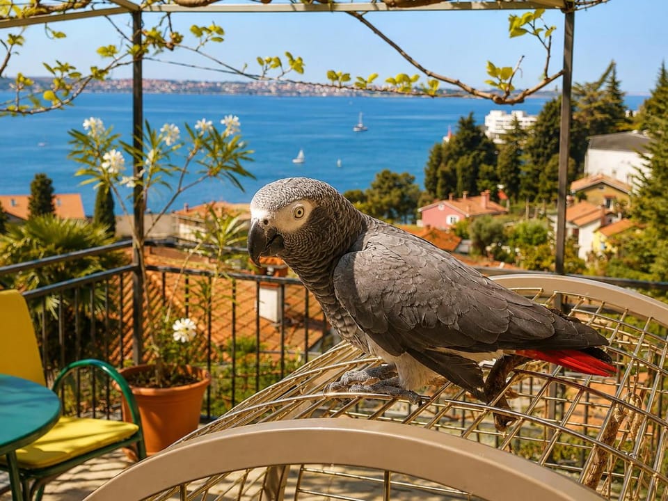 Day, Animals, Sea view