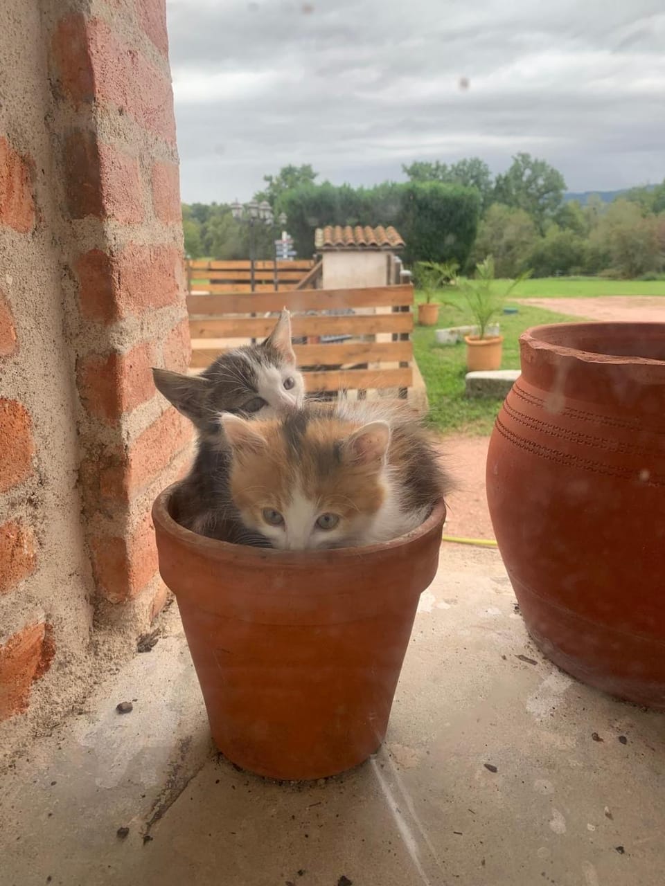 Day, Pets