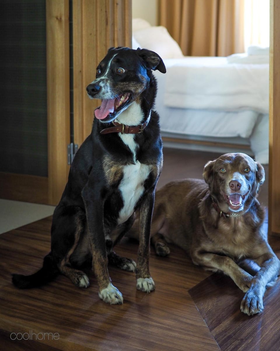 Animals, Pets