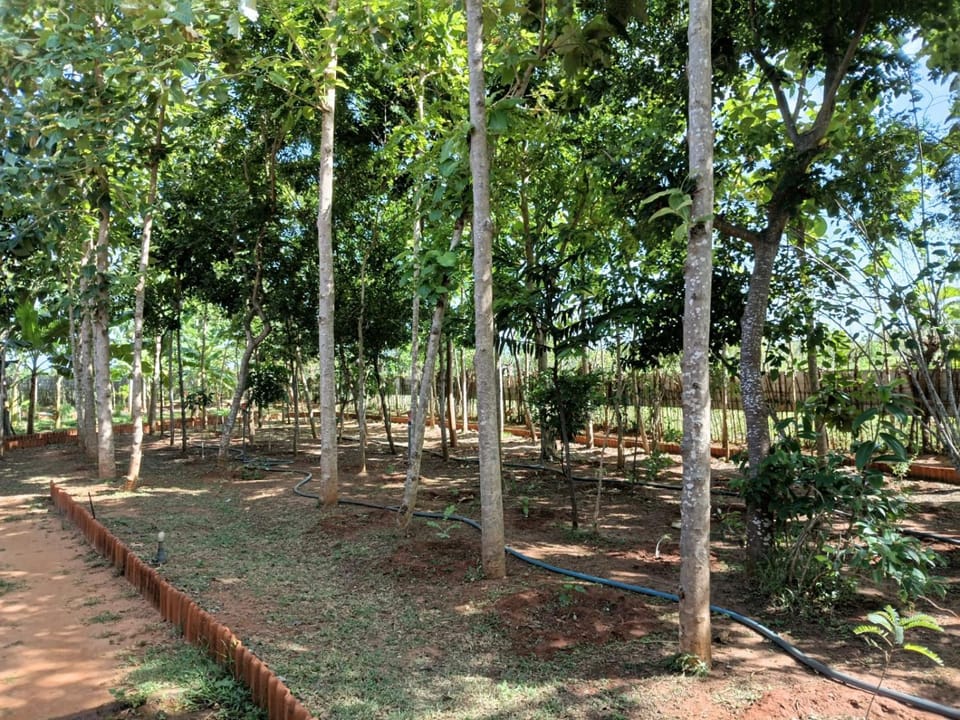 Natural landscape, Garden