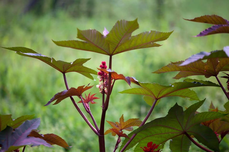 Natural landscape, Garden