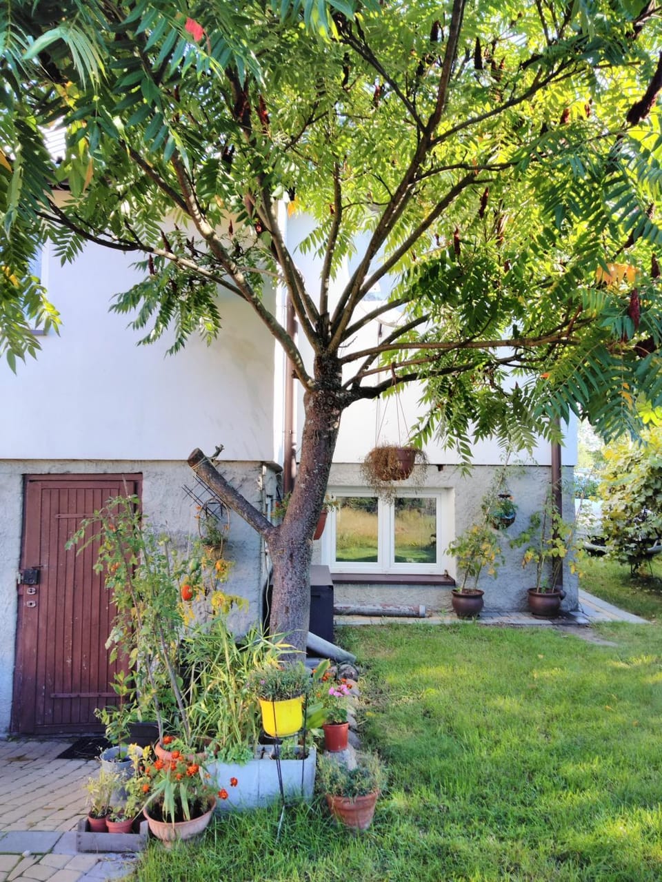 Facade/entrance, Summer, Garden
