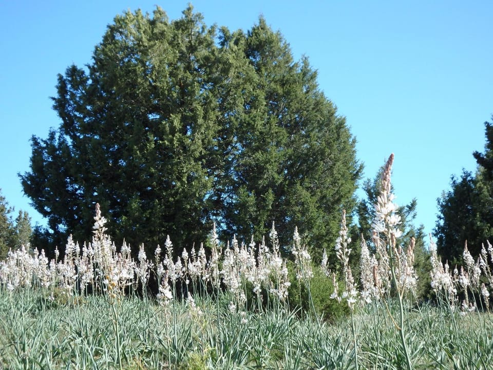 Natural landscape