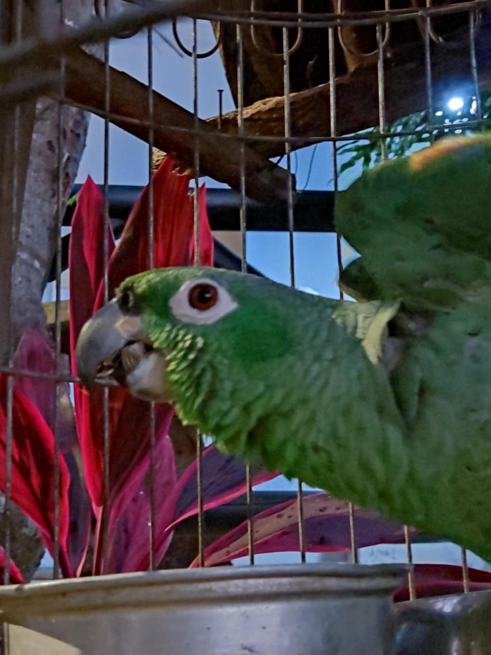 Animals