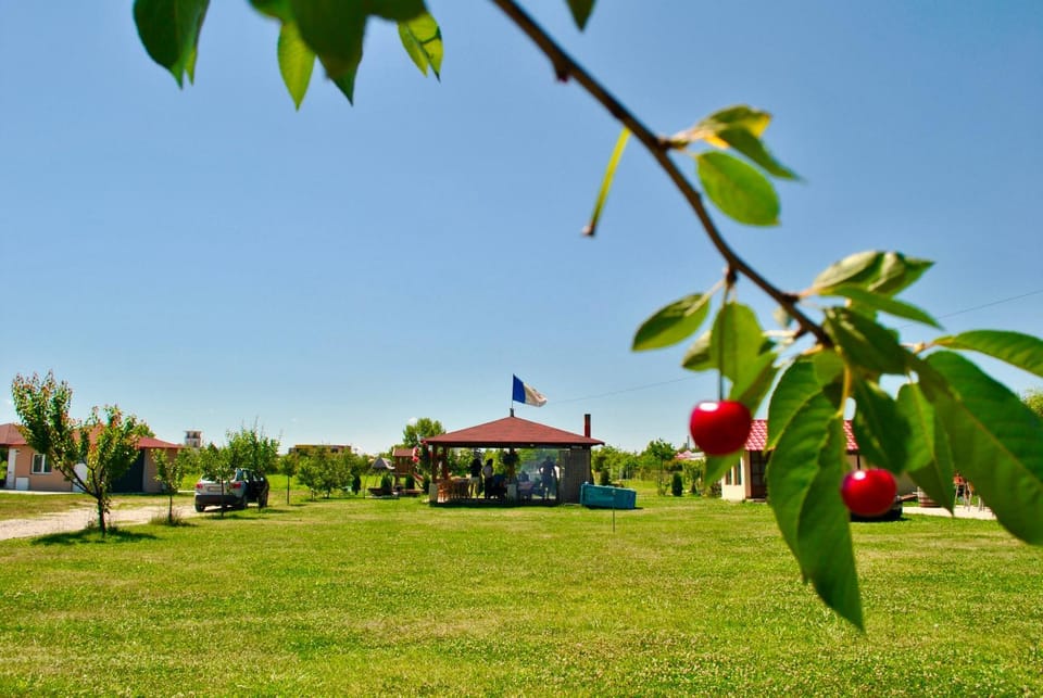 Day, Natural landscape, Garden, View (from property/room), Garden view