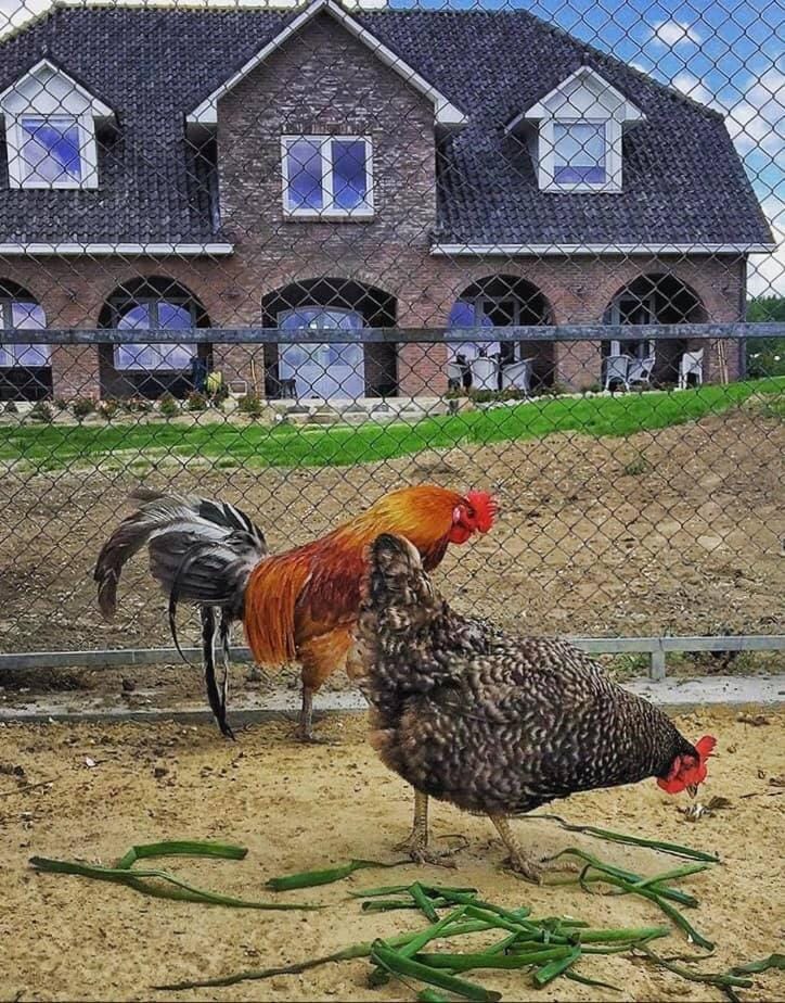 Garden, Animals, Animals