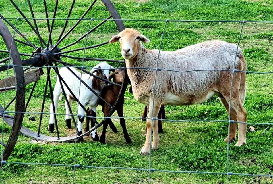 Animals
