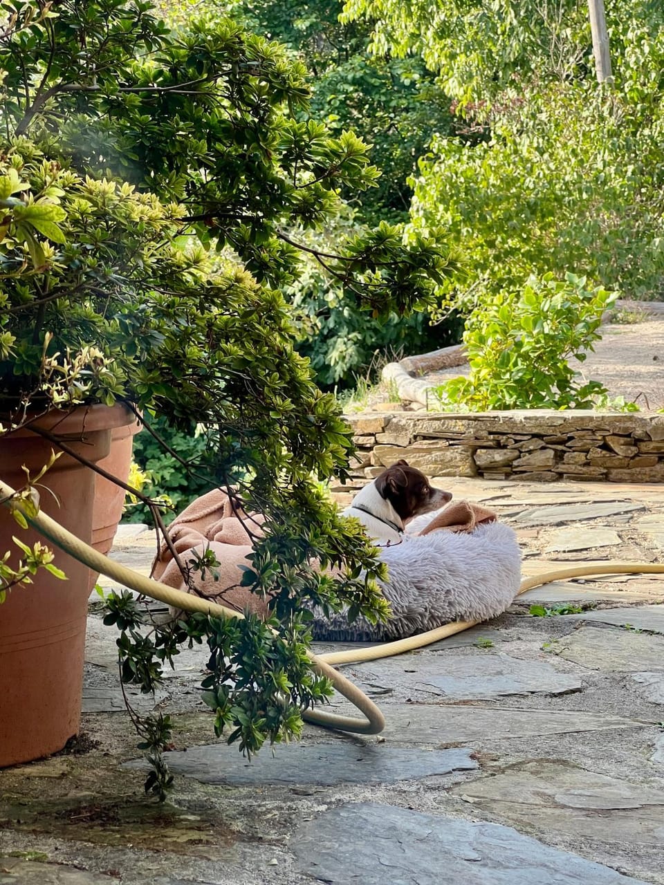 Gîte en Cévennes House in Occitanie