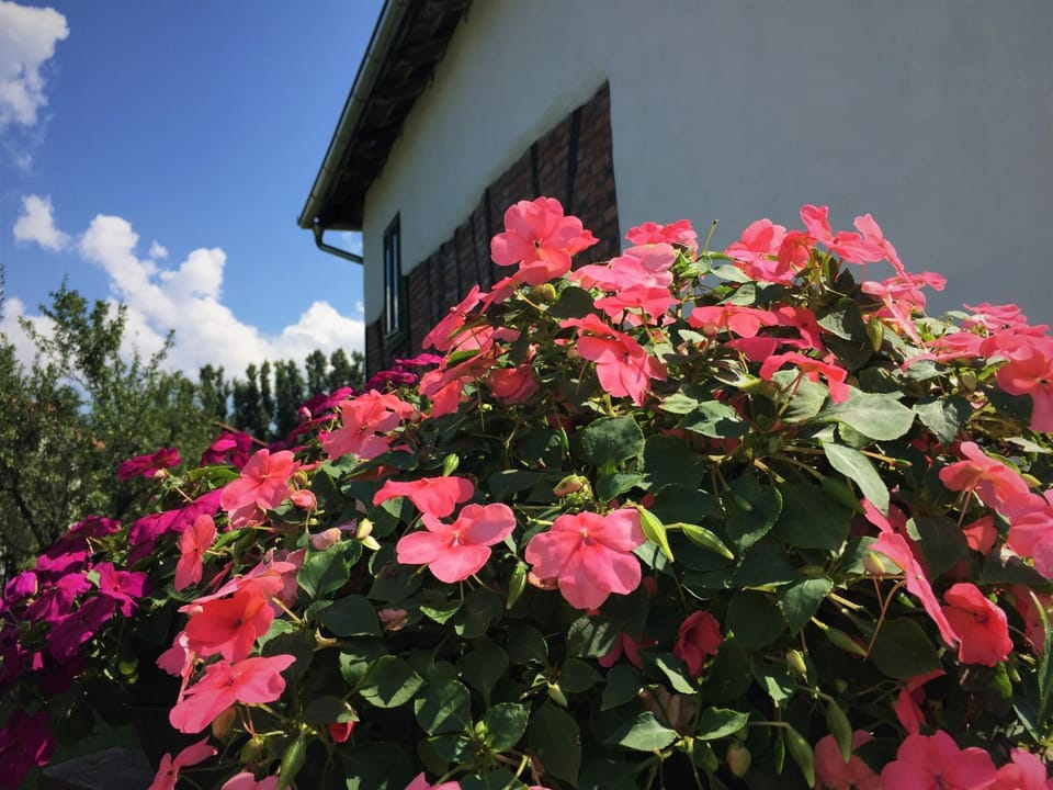 Summer, On site