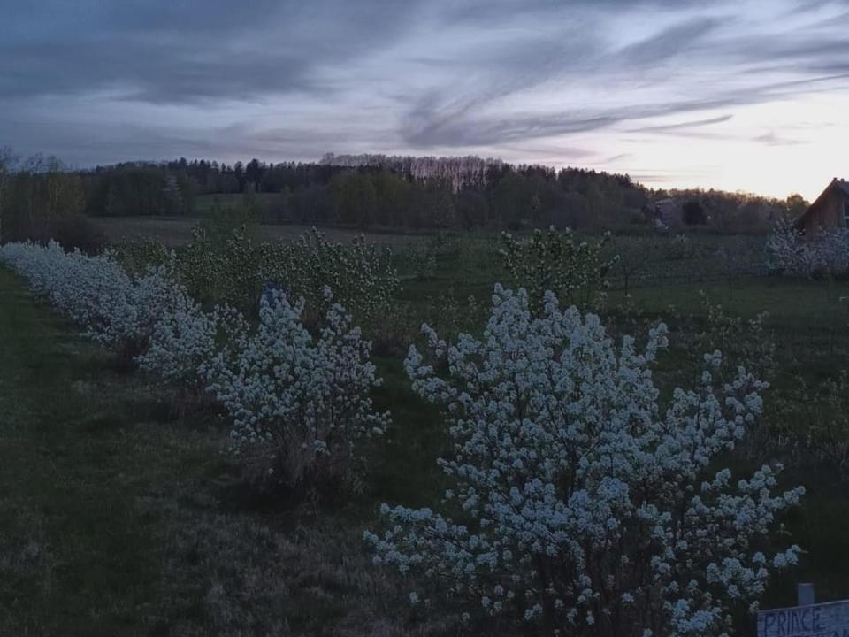 E Berry Farm - Slow life home House in Lower Silesian Voivodeship