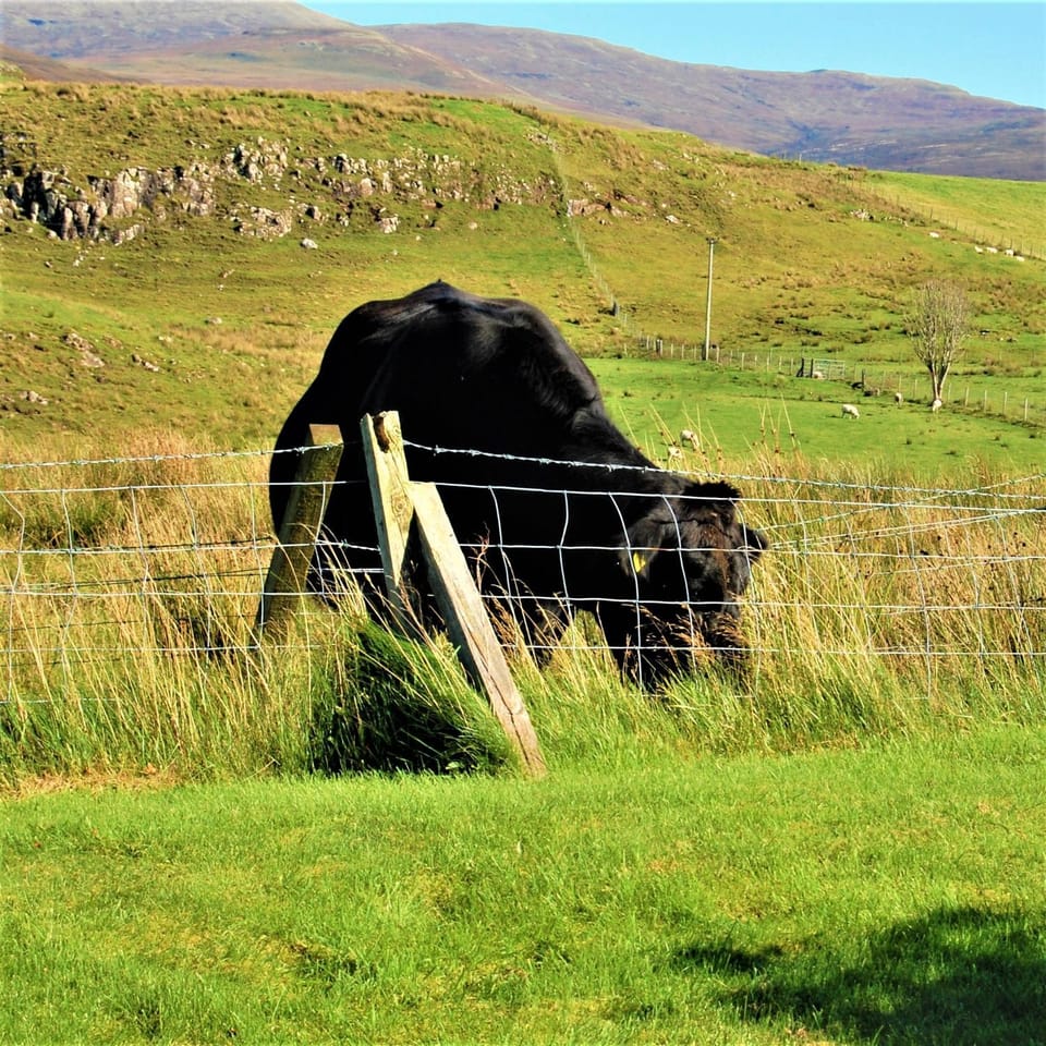 Animals, Mountain view