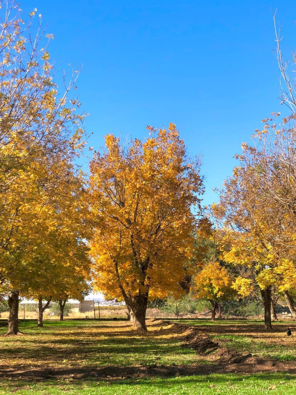 Natural landscape, Garden, Garden view