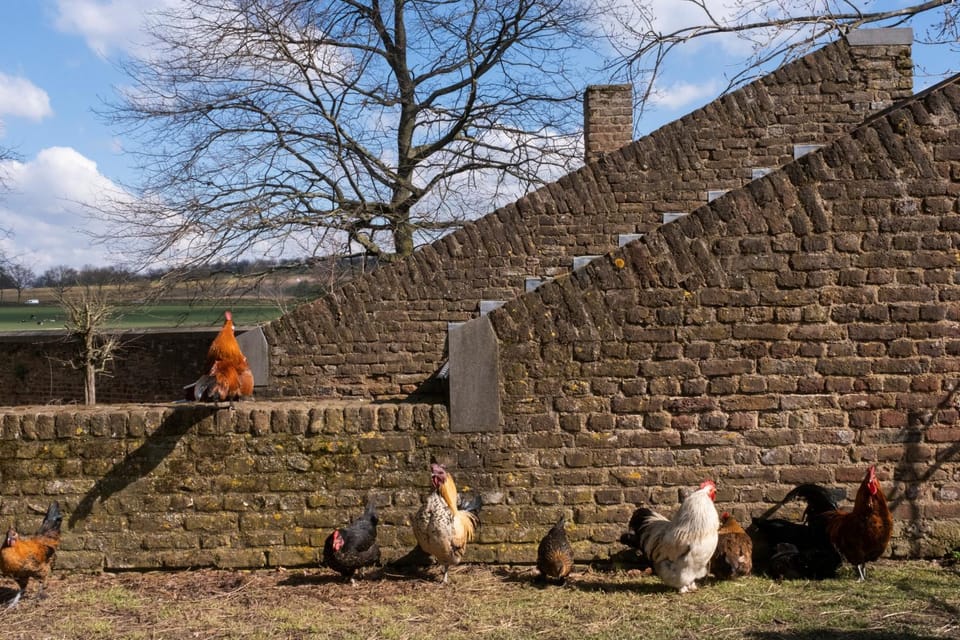 Animals