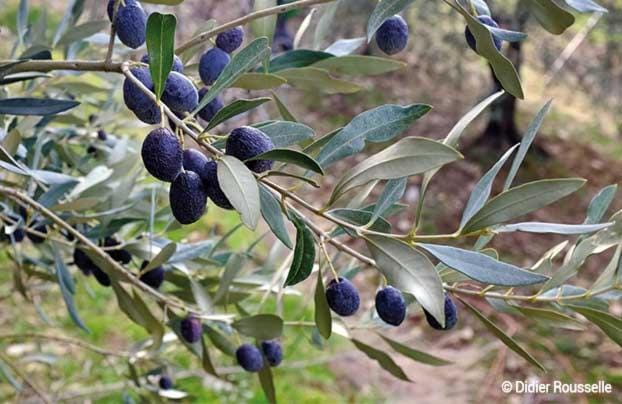 chambre d'hôtes chaleureuse en Drôme Provençale Vacation rental in Valréas