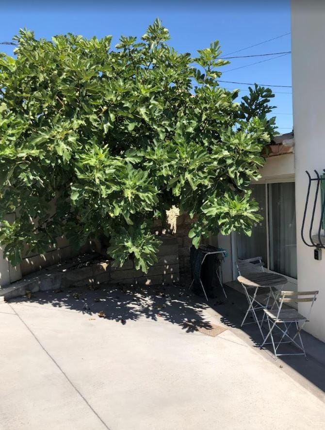 Garden view