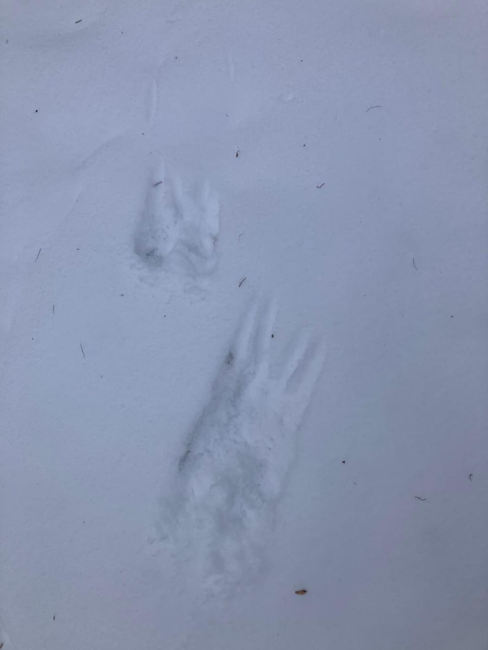 Ferienhaus-stadtkyll Beim Förster House in Stadtkyll