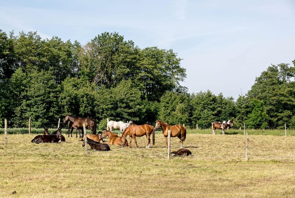 View (from property/room), Animals, Pets, Sports