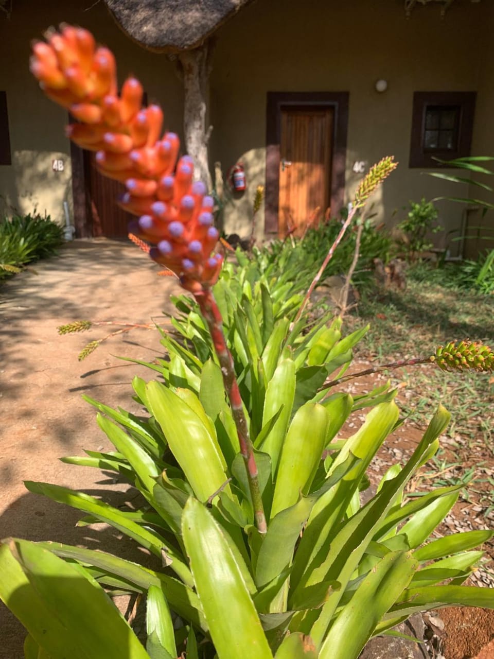 Garden, Garden