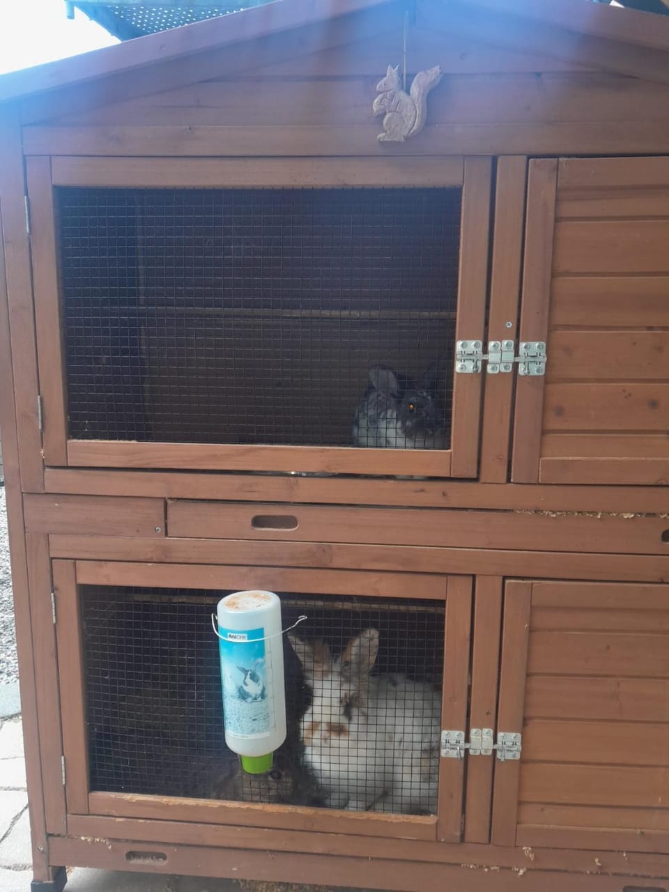 Pets