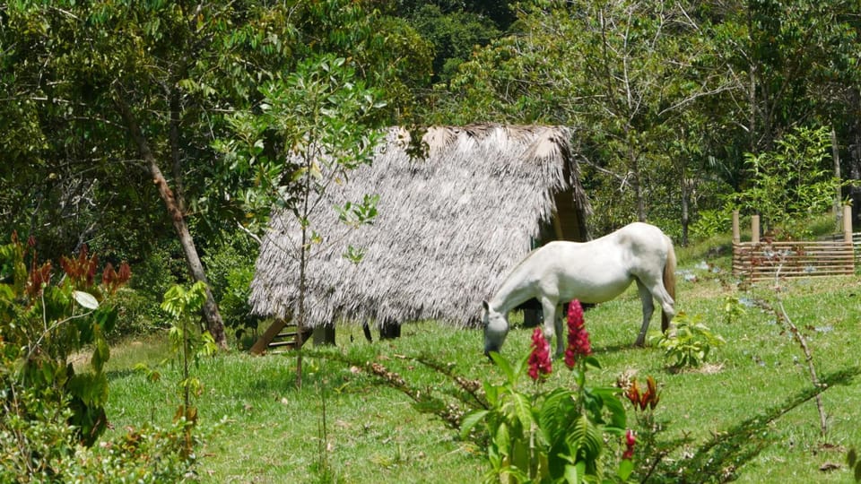 Property building, Animals
