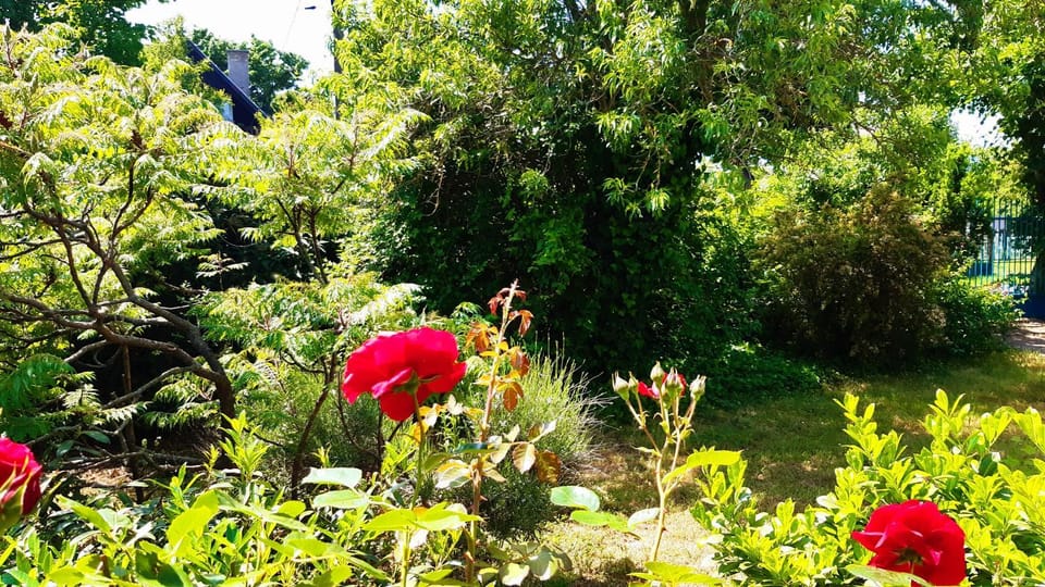 Spring, Day, Natural landscape, Garden, Garden view