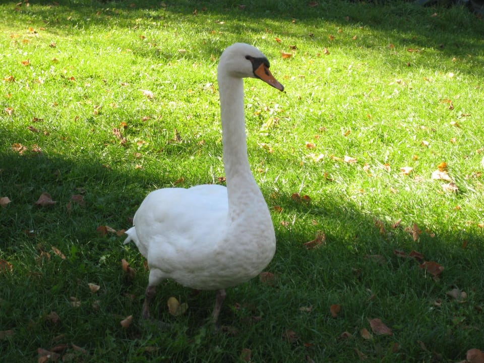 Animals