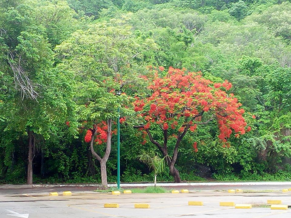 Natural landscape