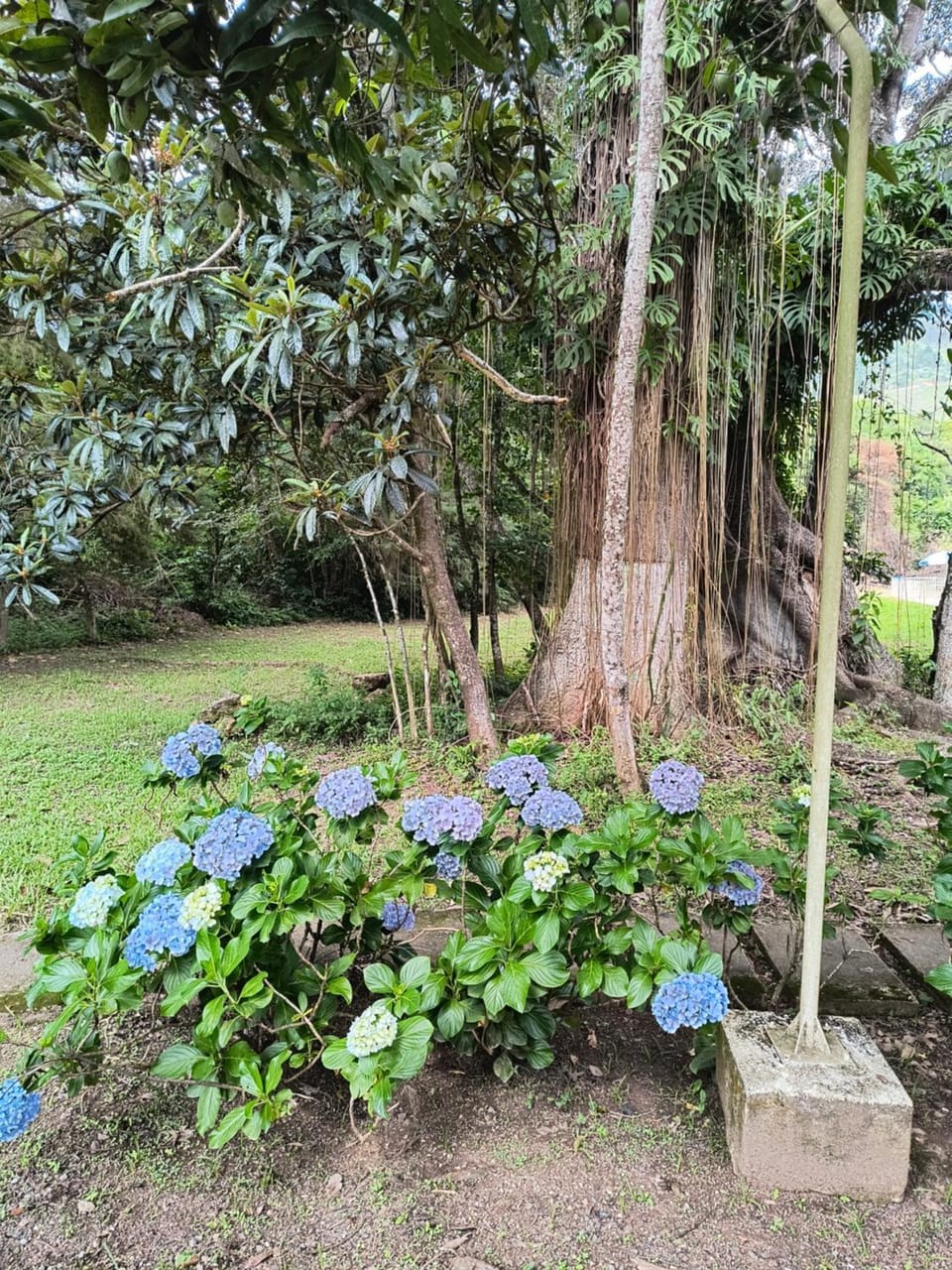 Garden view