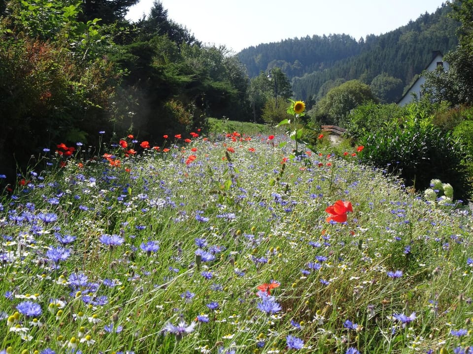 Garden, Garden view