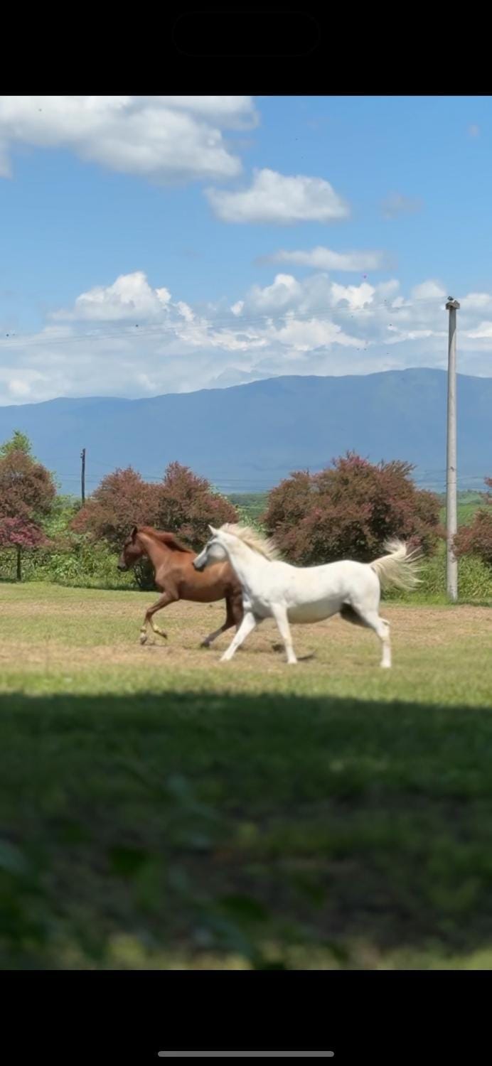 Day, Natural landscape, Animals, Pets