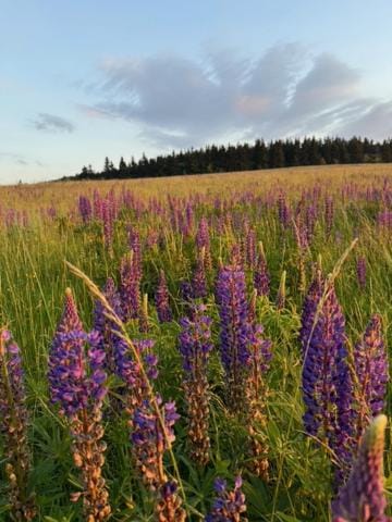 Gnievo Farm Stay in Lower Silesian Voivodeship