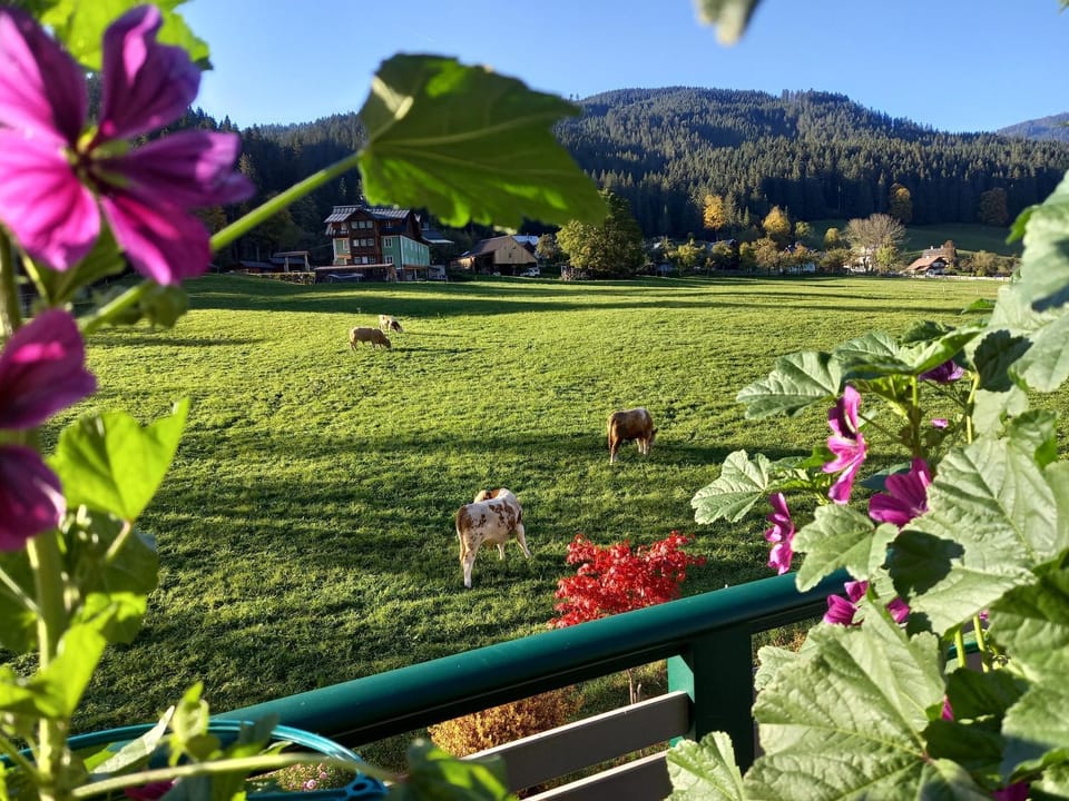 Garden view