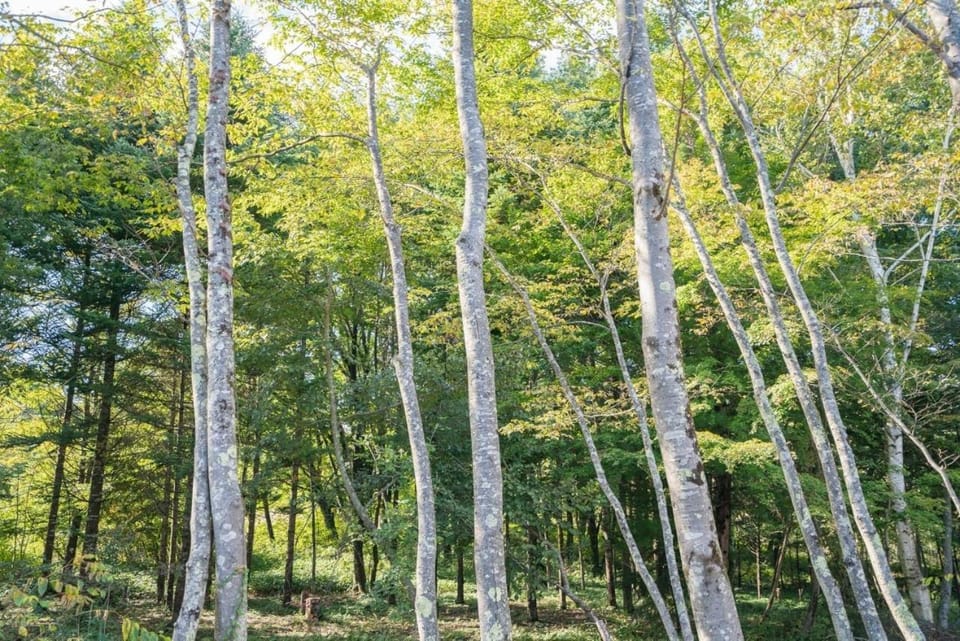 Natural landscape