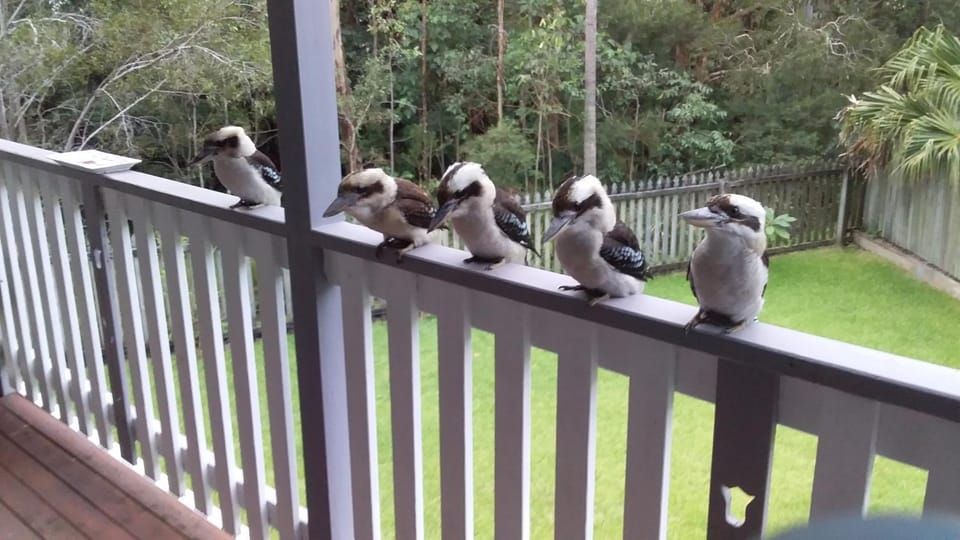 Animals